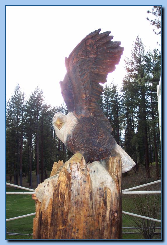 2-13 eagle  perched, half-spread wings-archive-0002